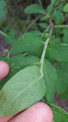 Vaccinium hirsutum