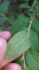 Vaccinium hirsutum