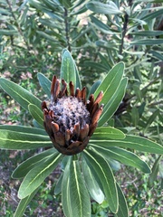 Protea × hybrida