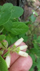 Vaccinium hirsutum