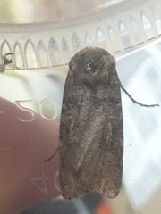 Agrotis segetum