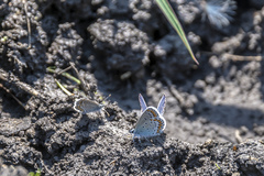 Plebejus argyrognomon