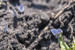Plebejus argyrognomon