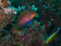 Pseudocheilinus hexataenia