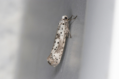 Yponomeuta irrorellus