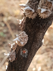 Aspidoproctus