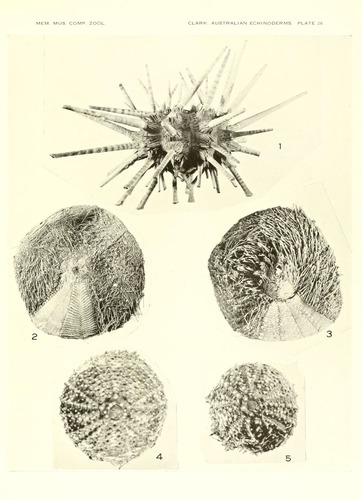 Asthenosoma intermedium