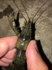 Faxonius erichsonianus