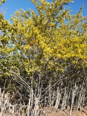 Afrocanthium gilfillanii