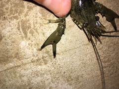 Faxonius erichsonianus