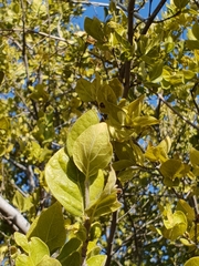 Afrocanthium gilfillanii