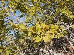 Afrocanthium gilfillanii
