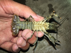 Faxonius erichsonianus