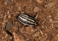 Aelia albovittata