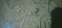 Occidozyga lima