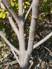 Afrocanthium gilfillanii