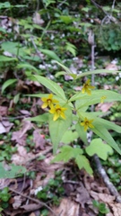 Lysimachia quadrifolia