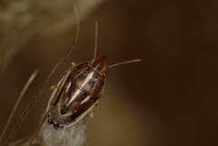 Aelia albovittata