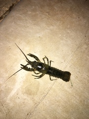 Faxonius erichsonianus