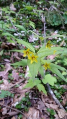 Lysimachia quadrifolia