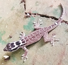 Lygodactylus mombasicus