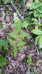 Lysimachia quadrifolia