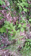 Lysimachia quadrifolia