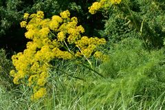 Ferula songarica