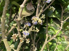 Memecylon lanceolatum