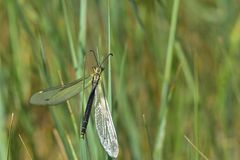 Deutoleon lineatus