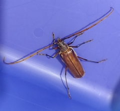 Ochrocydus huttoni