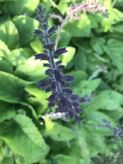 Salvia forskaehlei