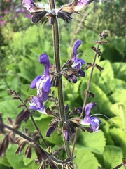 Salvia forskaehlei