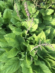 Salvia forskaehlei