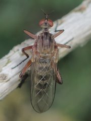 Empis livida