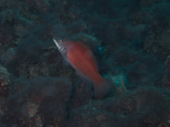 Pseudocheilinus evanidus