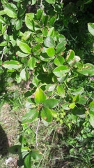 Berberis vulgaris