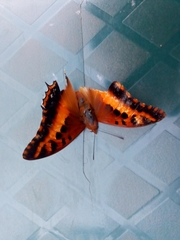 Charaxes druceanus