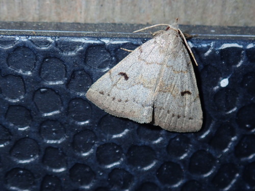 Macrochilo morbidalis