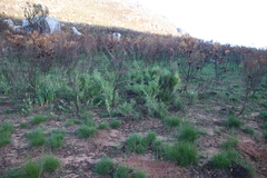 Asparagus lignosus