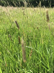 Alopecurus pratensis