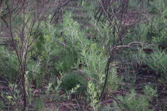 Asparagus lignosus