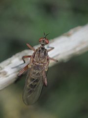 Empis livida
