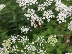 Amblyteles armatorius