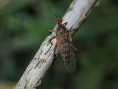 Empis livida