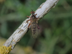 Empis livida