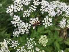 Amblyteles armatorius