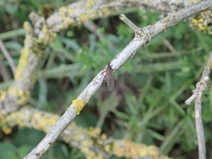Empis livida