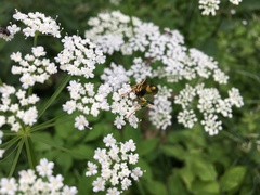 Amblyteles armatorius