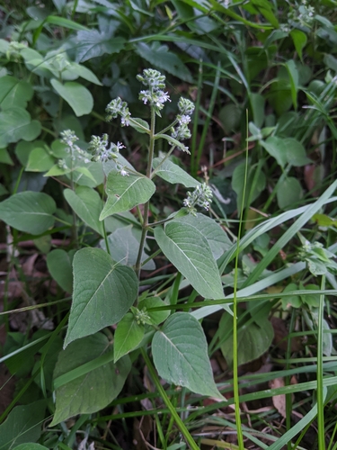 Circaea cordata (Circaea cordata)